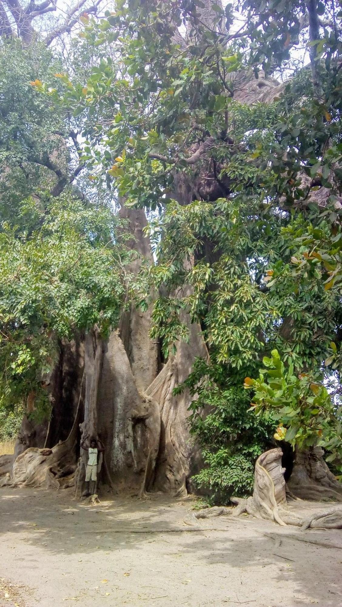 AbéméChez Bethy & Baboulaye Jungle Et Ocean别墅 外观 照片